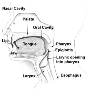 Figure of the cross section of the human head identifying the parts which contribute to forming human speech
